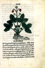Early printed Herbarium of Venice, Strawberries
