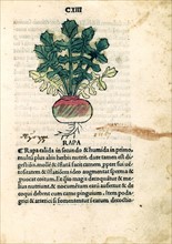 Herbier incunable de Venise, Radis