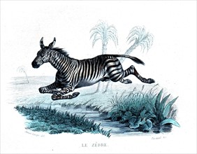 Colored engraving, the zebra