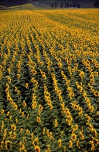 Sunflowers field