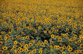 Champ de tournesols