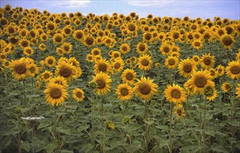 Sunflowers field