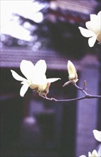 Flower of Magnolia denudata