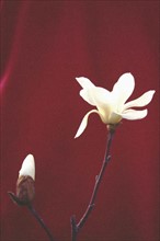 Flower of Magnolia denudata