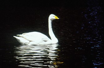 Swan, Beijing/Peking Zoo