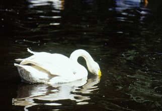 Swan, Beijing/Peking Zoo
