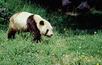 Panda géant, zoo de Beijing/Pékin