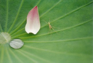 Feuille et pétale de lotus