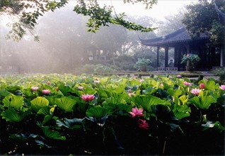 Bassin de lotus le matin, Jardin de l'Humble Administrateur, Suzhou