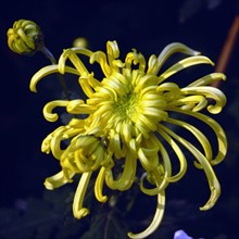 Chrysanthème