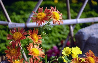 Chrysanthème