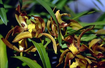 Phalaenopsis aphrodite (Rchbf)