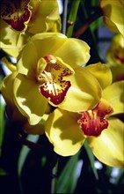 Phalaenopsis aphrodite (Rchbf)