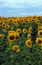 Tournesol