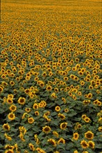 Champ de tournesols