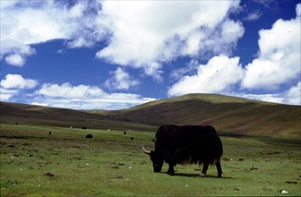 Nam Co sacred lake, pasture