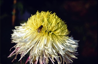 Chrysanthème