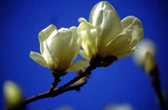 Yulan magnolia (Magnolia denudata)