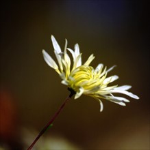 Chrysanthemum