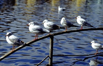 Red-beak gulls