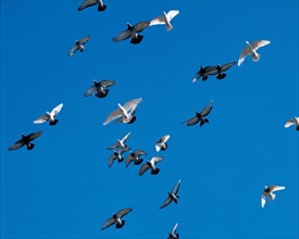Doves flying, China