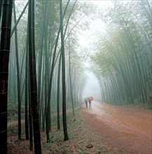 Forêt de bambous, province de Sichuan, Chine