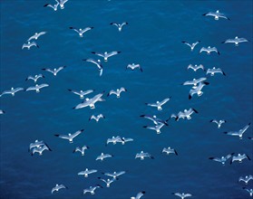 Seagulls flying China
