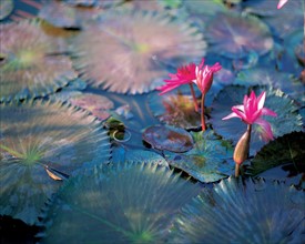 Fleur de lotus, Chine