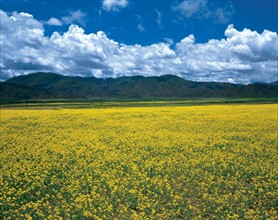 Paysage de prairie, Chine