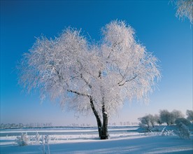 Arbre sous la neige, Chine
