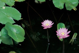 Lotus pond, China