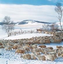 Troupeau de moutons, Bashang, province du Hebei, Chine