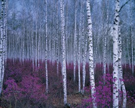 Forêt de bouleaux, Mongolie Intérieure, Massif Xingan, Chine