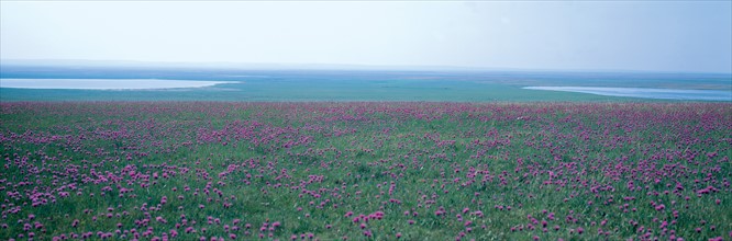 Hulun Buir Grassland, Inner Mongolia, China