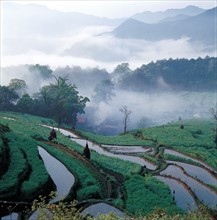 Culture en terrasse, Wuyuan, province du Jiangxi, Chine