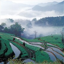 Culture en terrasse, Wuyuan, province du Jiangxi, Chine