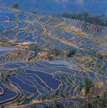 Yuanyang's Terraced Fields, Yunnan Province, China