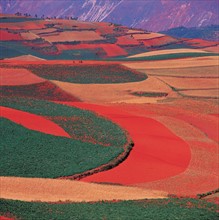 Terre rouge à Dongchaun, province du Yunnan, Chine