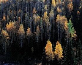 Forêt, province du Xinjiang, Chine