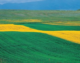 Rape fields, Xinjiang Province, China