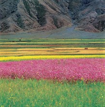 Prairie Xigaze, Tibet, Chine