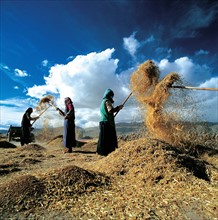 Threshing grain, Pali, Tibet, China