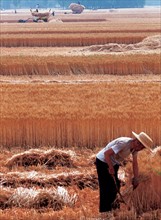 Wheat field, Henan Province, China