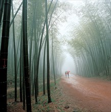 Forest, China