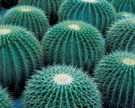 Cactus, Chine