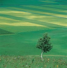 Landscape, China