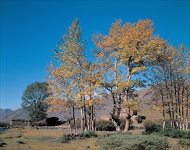 Arbres, Chine