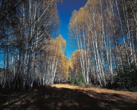 Forêt, Chine