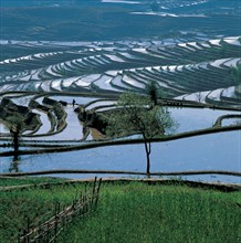 Rice field, China