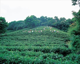 Plantations, China